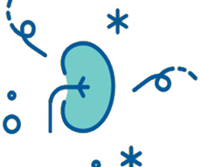 Icon of kidney