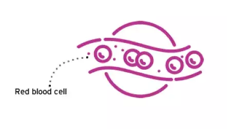 Red blood cell