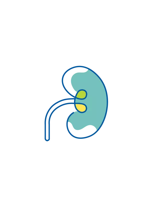 kidney icon