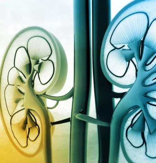 Blue yellow Kidney Illustration