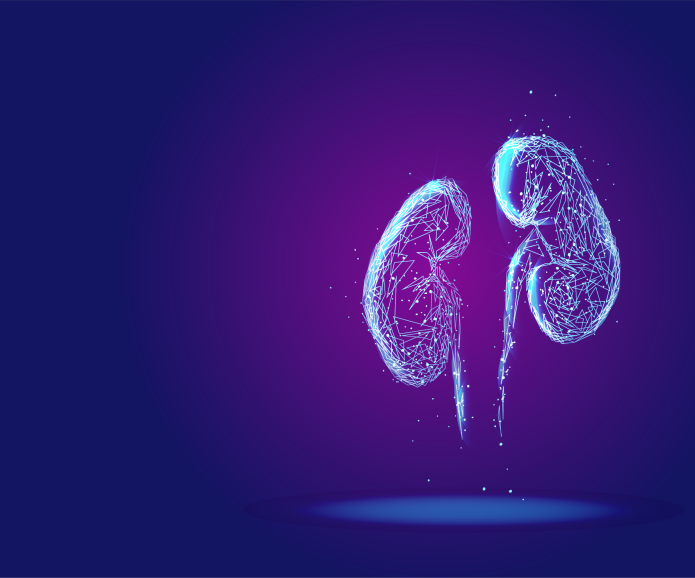 3,500+ Kidney Adrenal Gland Stock Photos, Pictures & Royalty-Free Images -  iStock