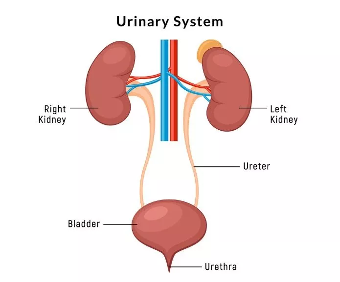 Kidney bladder illustration