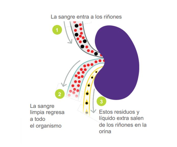 Nuestros Riñones | American Kidney Fund