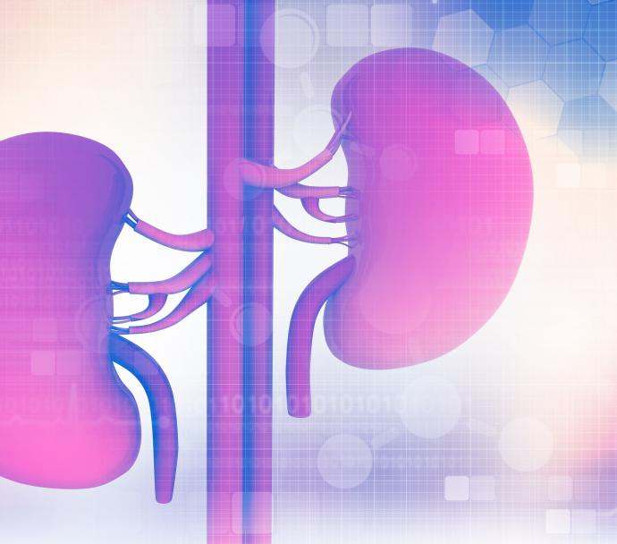 Human Organ Kidney Background Download Free  Banner Background Image on  Lovepik  400181694