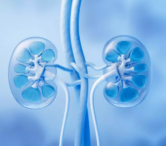 An illustration showing 2 kidneys
