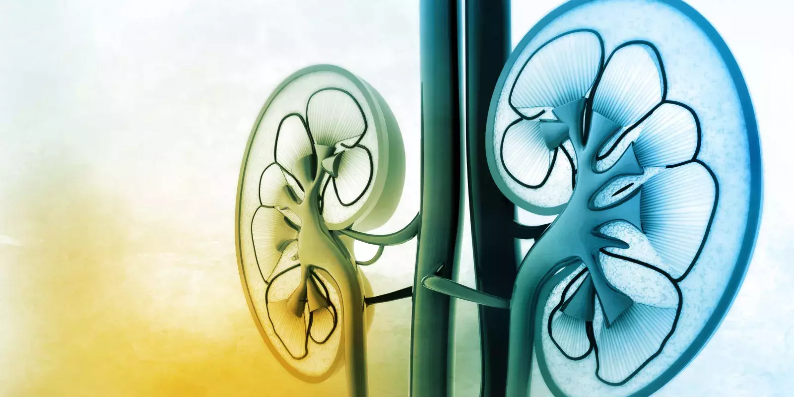 blue kidney illustration