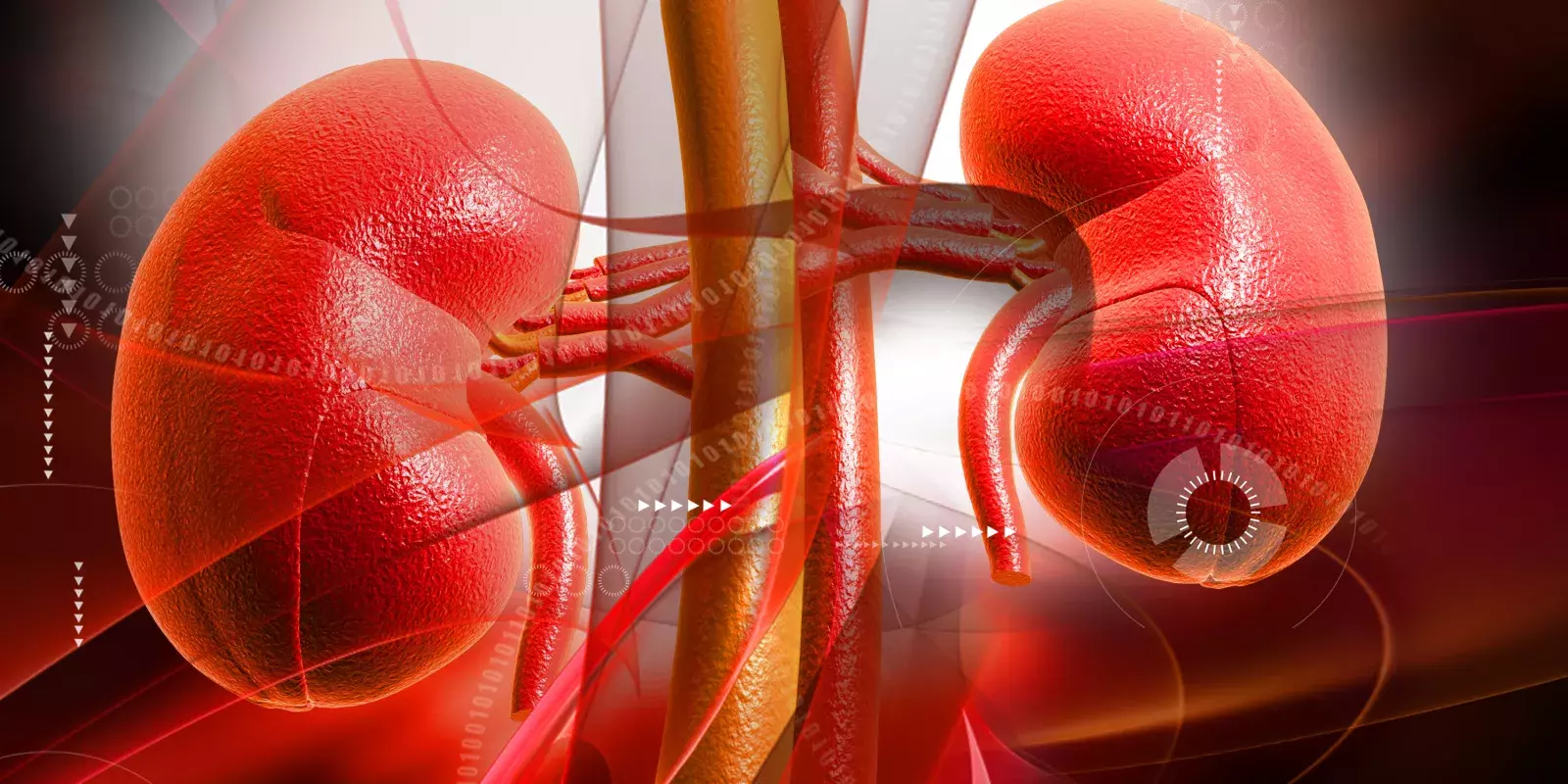 kidney illustration red