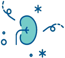 Icon of kidney