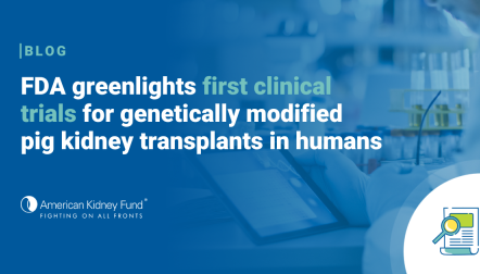 Researcher in a lab with test tubes looking at a tablet with blue text overlay, "FDA greenlights first clinical trials for genetically modified pig kidney transplants in humans"