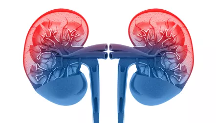 kidneys red blue drawing